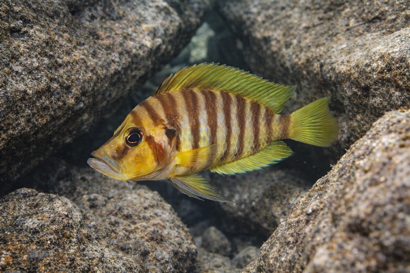 Altolamprologus compressiceps 'Cape Chaitika'